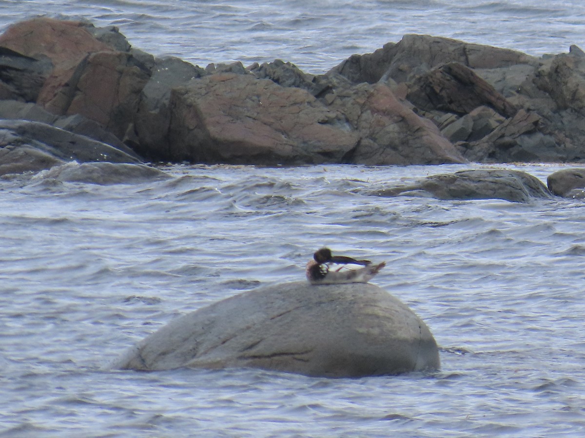 Serreta Mediana - ML647152730