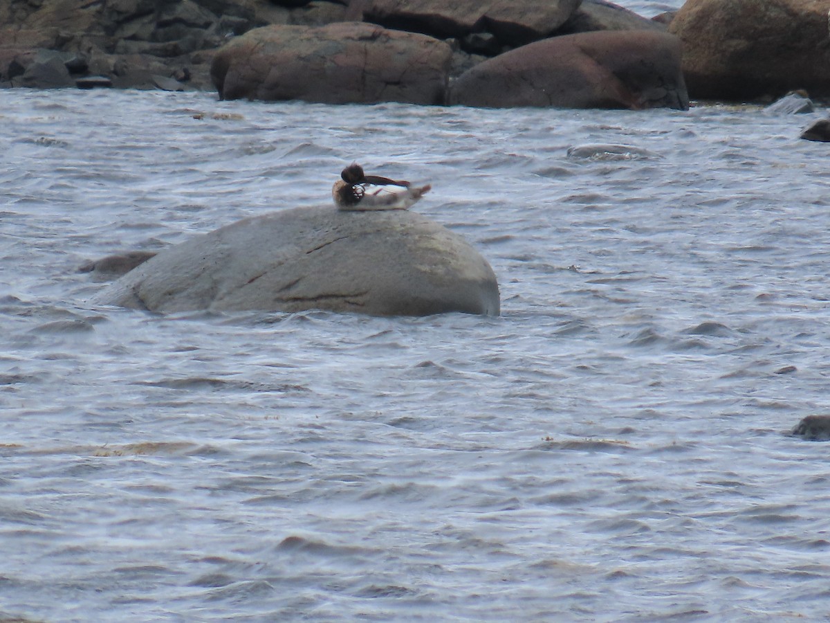 Serreta Mediana - ML647152731