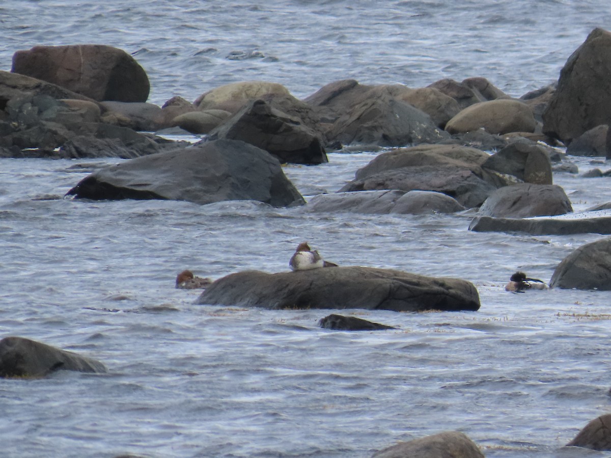 Serreta Mediana - ML647152732