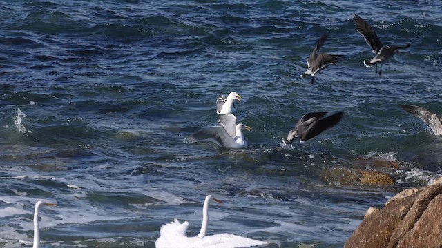 שחף אפור-כנף - ML647152736