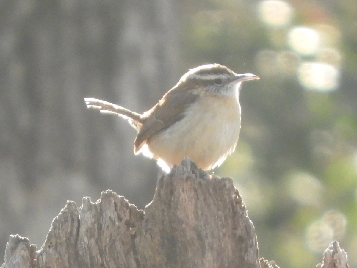 Carolina Wren - ML647152737