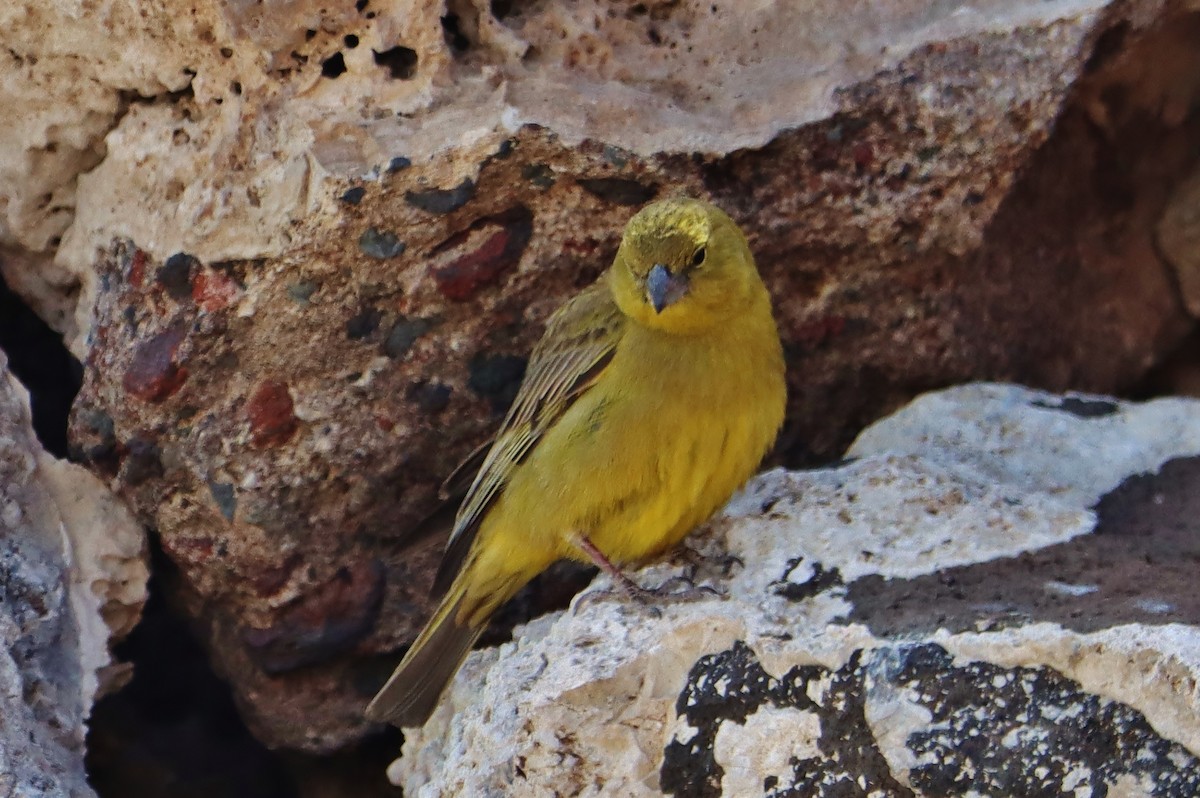 Greenish Yellow-Finch - ML647152738