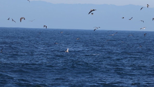 Pélican brun - ML647152740