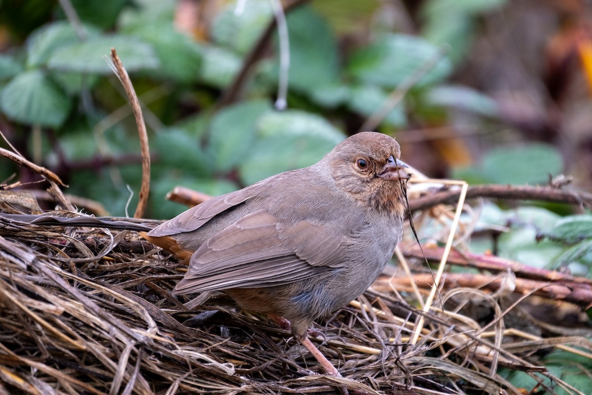 California Towhee - ML647152741