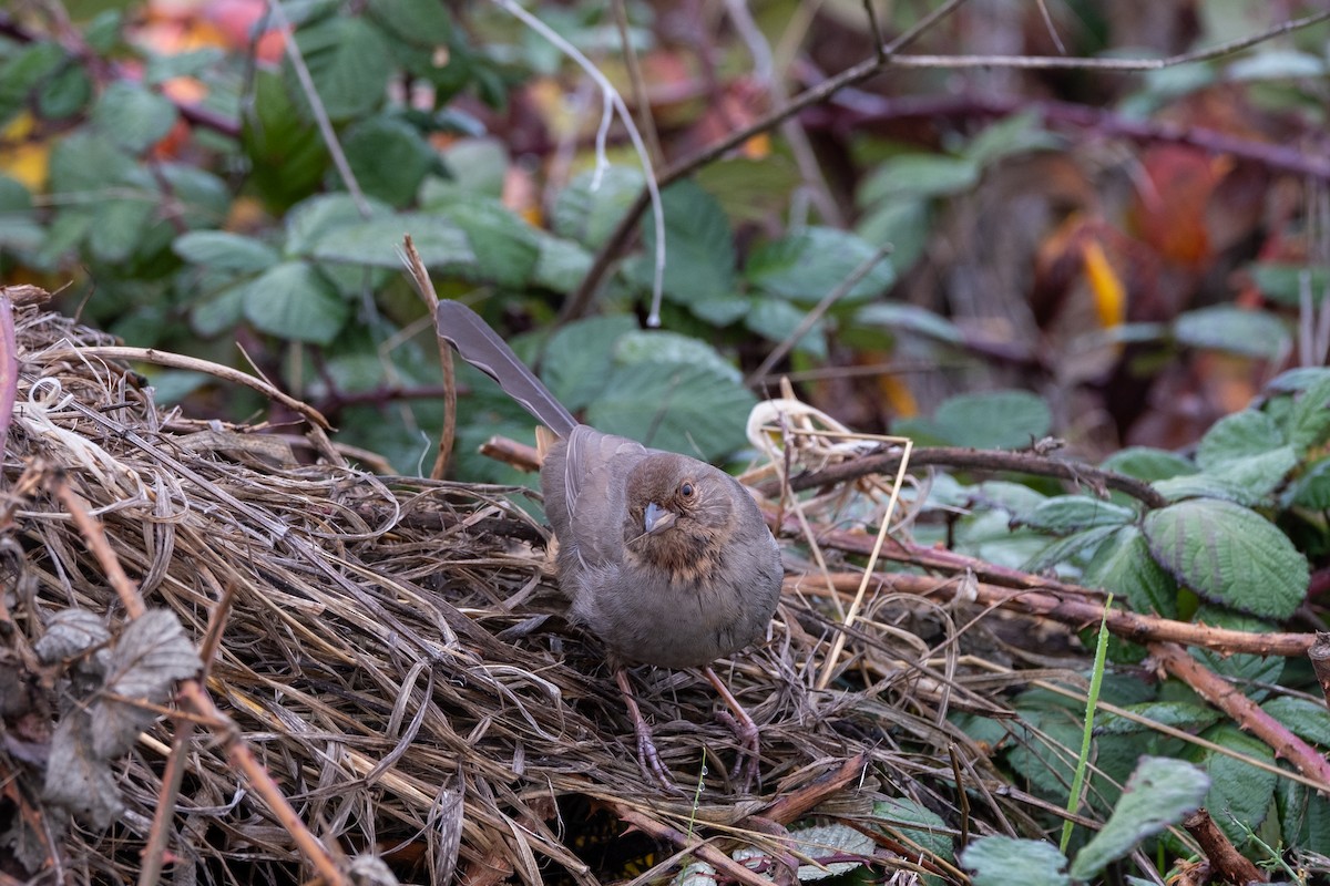California Towhee - ML647152744