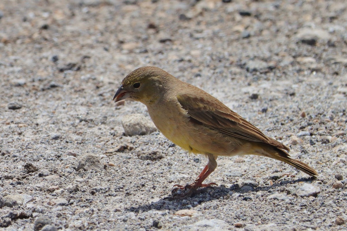 Greenish Yellow-Finch - ML647152745