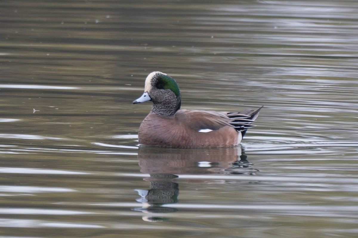 hvízdák americký - ML647152753