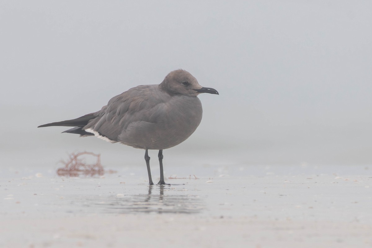 racek tmavý - ML647152756