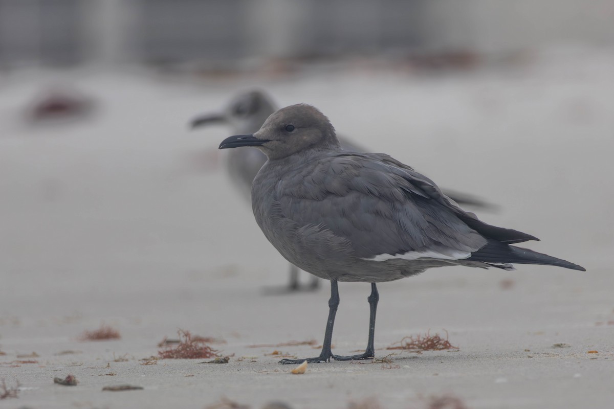 racek tmavý - ML647152757