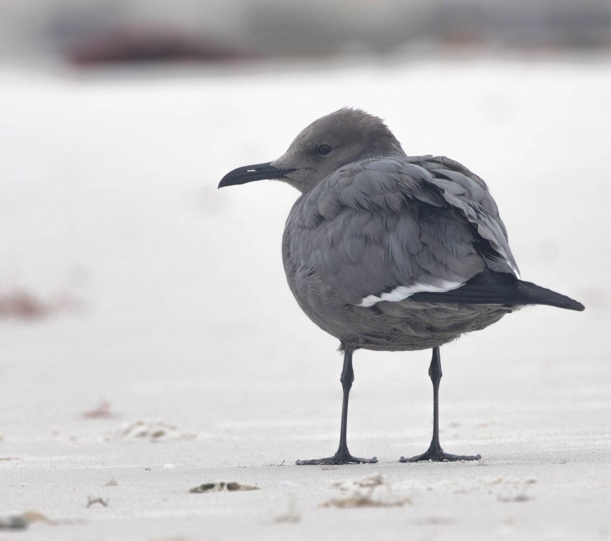 racek tmavý - ML647152758