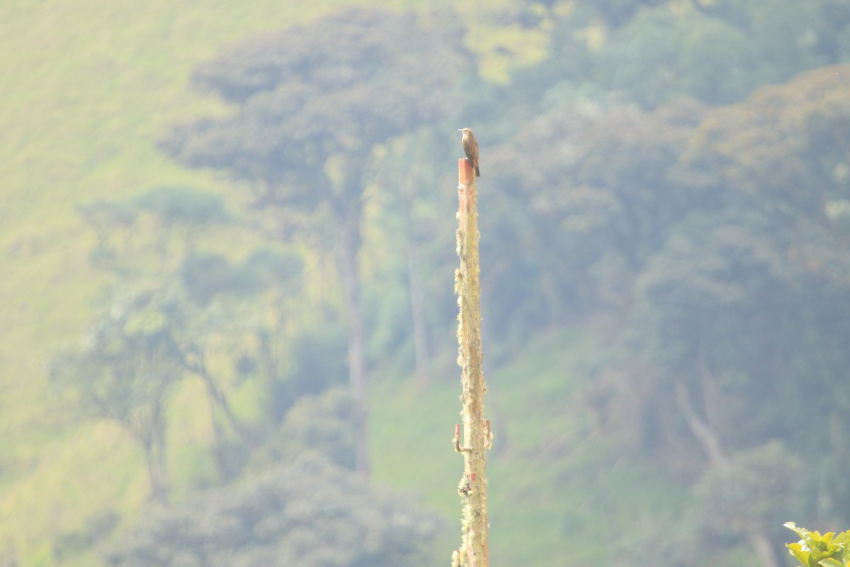 Streak-throated Bush-Tyrant - ML647152778