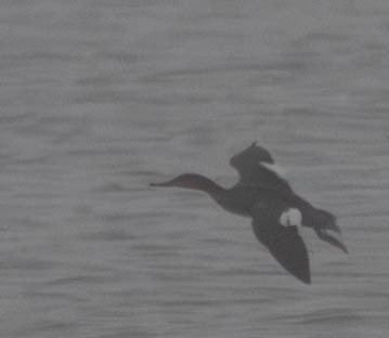 Serreta Mediana - ML647152780