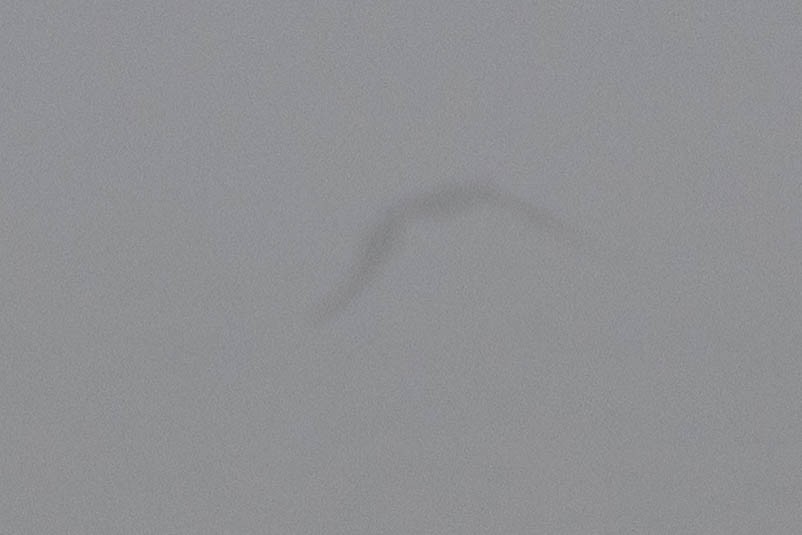 סולה מצויה - ML647152785