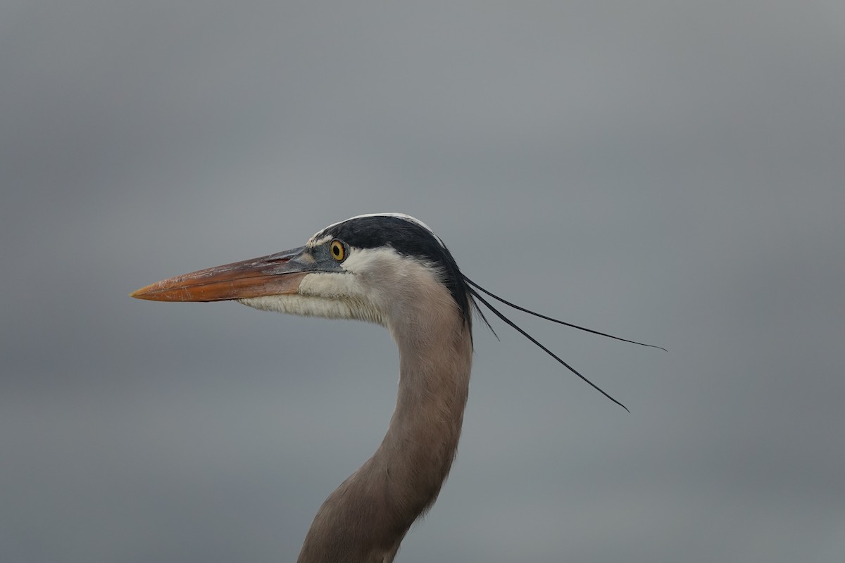Great Blue Heron - ML647152794