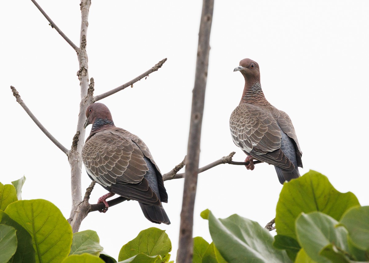 Picazuro Pigeon - ML647152808