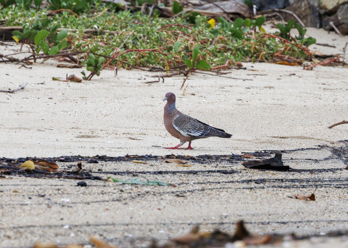 Picazuro Pigeon - ML647152809