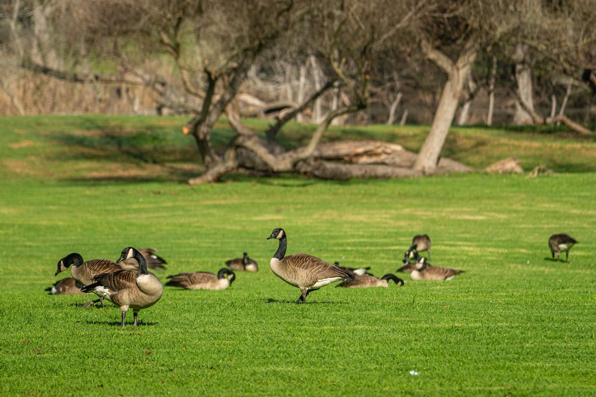 Canada Goose - ML647152826