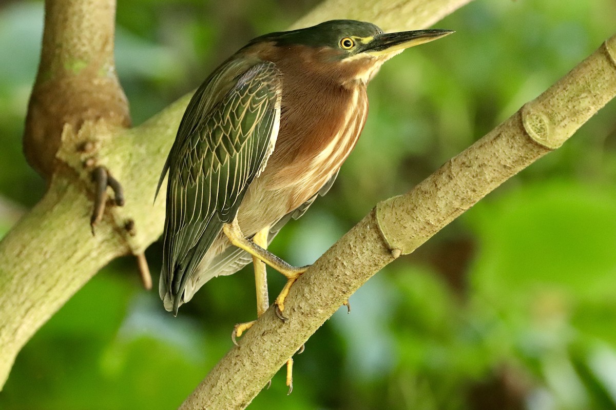 Green Heron - ML647152827