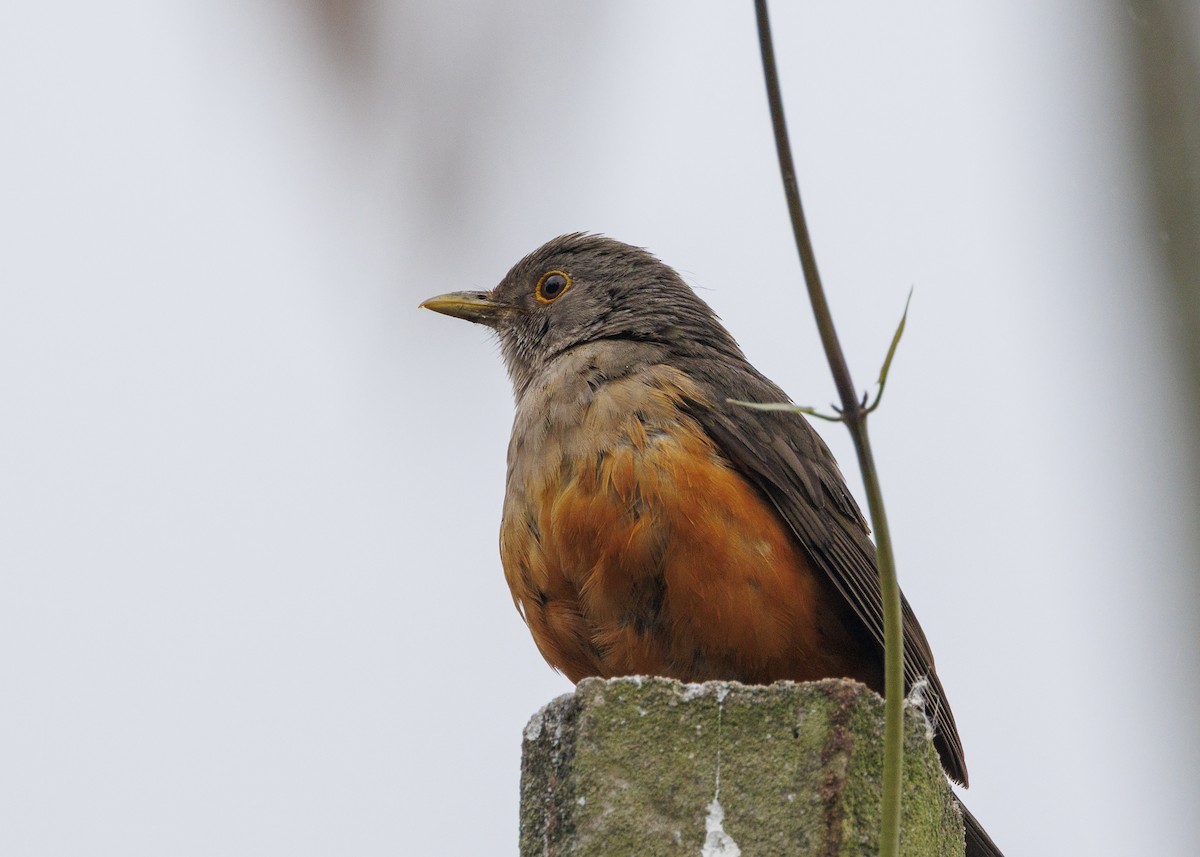 Rufous-bellied Thrush - ML647152828