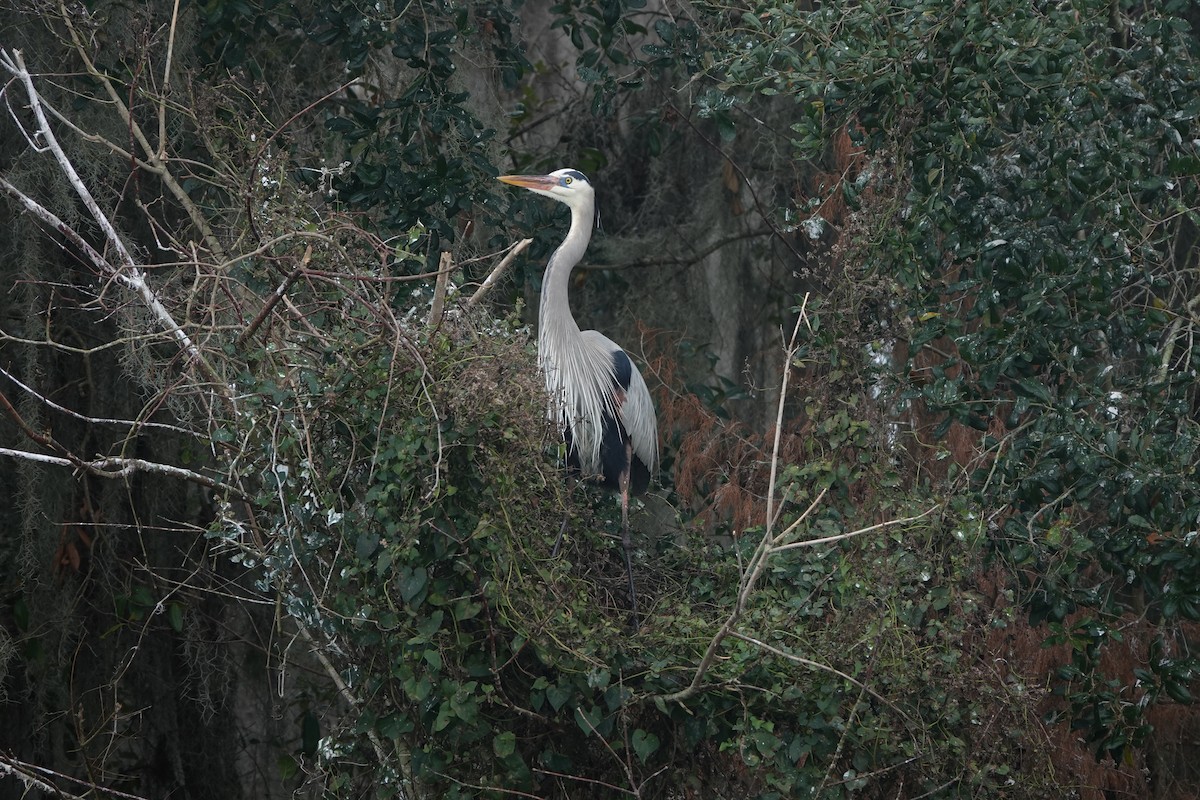 Great Blue Heron - ML647152831