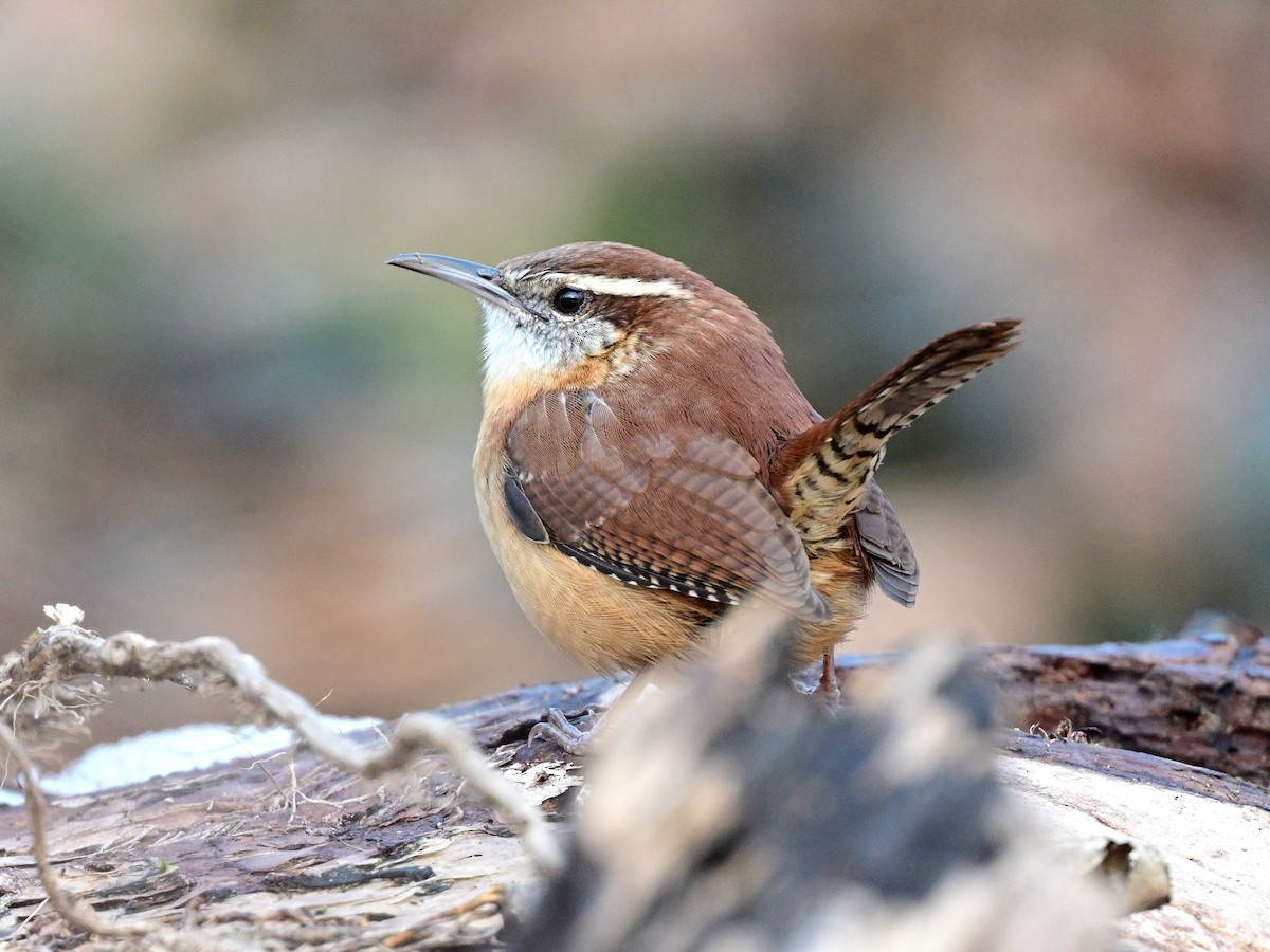 Carolina Wren - ML647152832