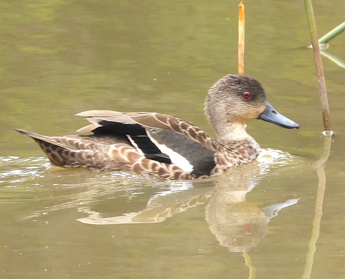 Sarcelle australasienne - ML647152835