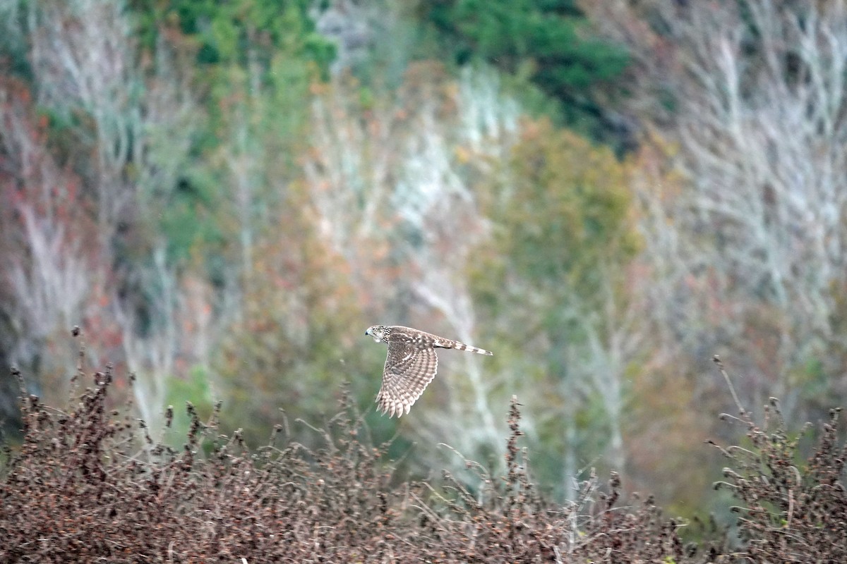 Sharp-shinned/Cooper's Hawk - ML647152843
