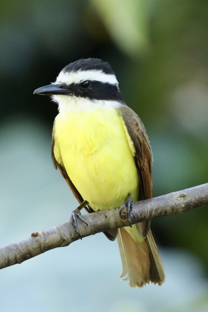 Great Kiskadee - ML647152853