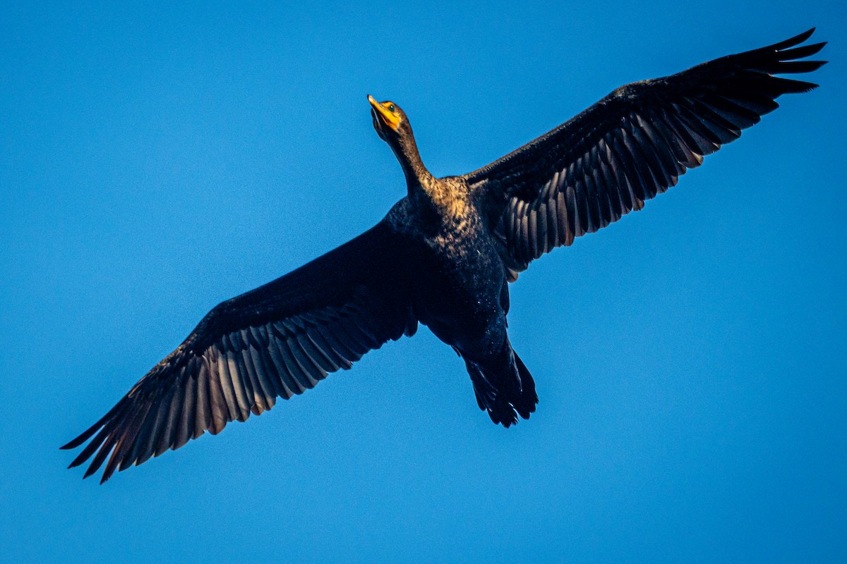 Double-crested Cormorant - ML647152854