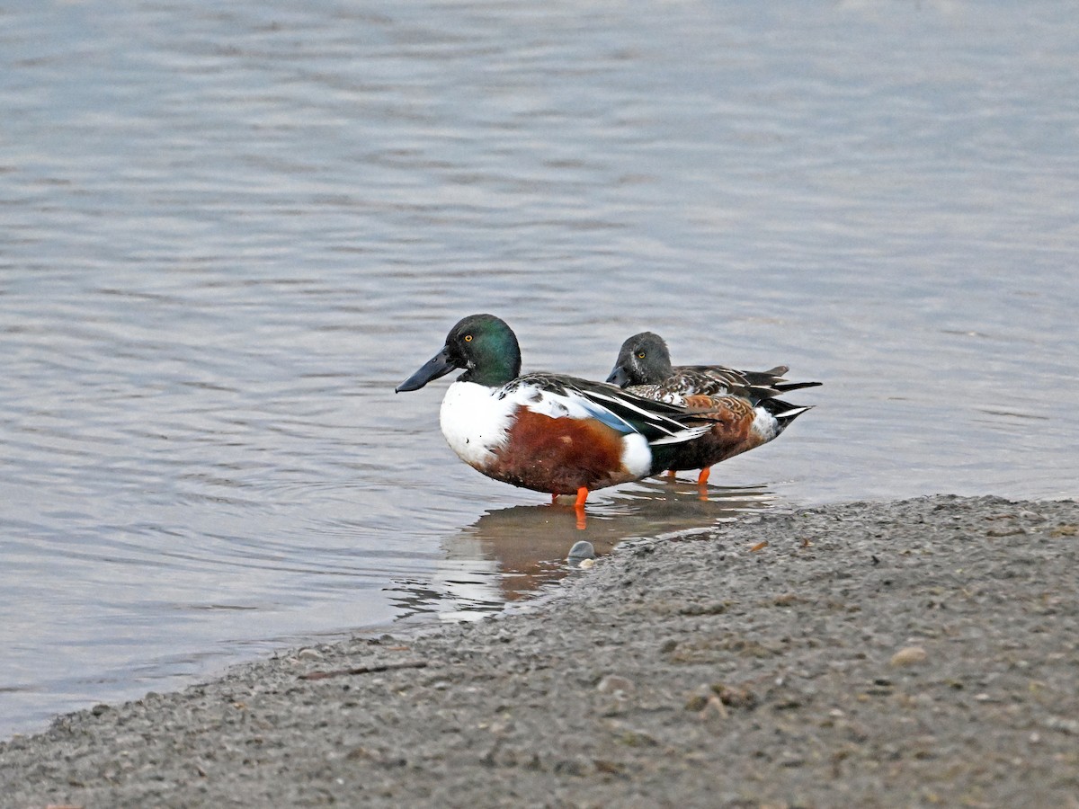 Cuchara Común - ML647152858