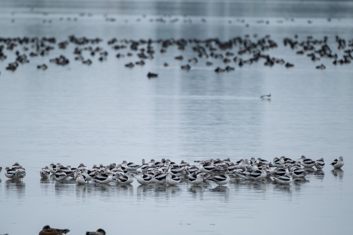 tenkozobec americký - ML647152865