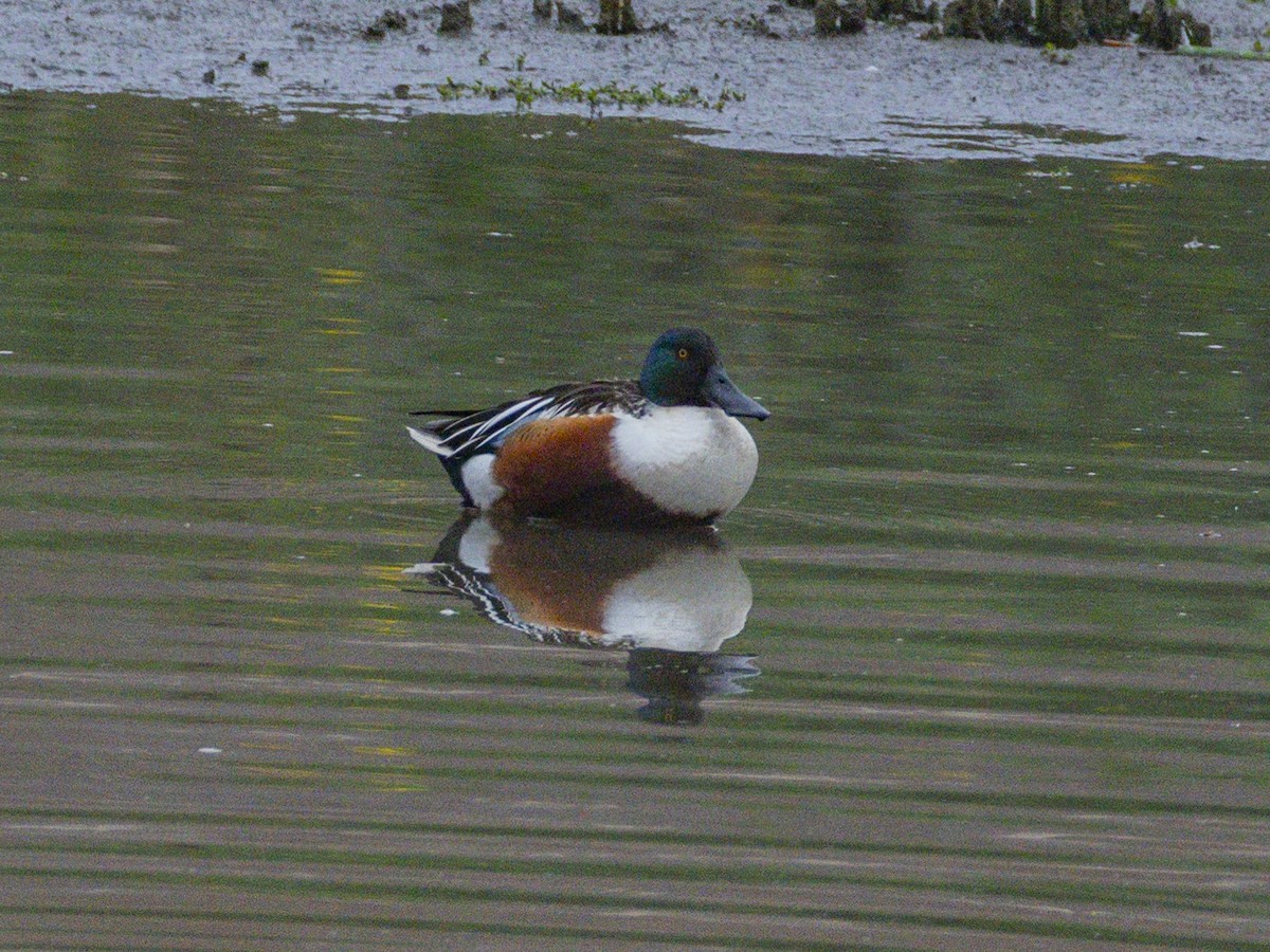 Cuchara Común - ML647152878