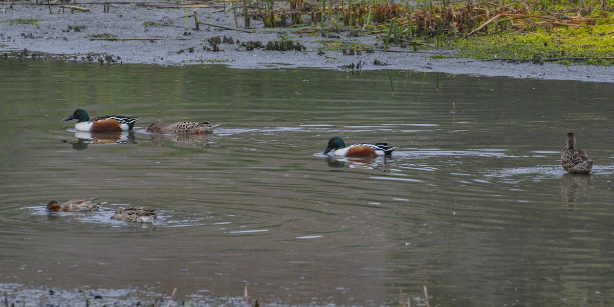 Cuchara Común - ML647152879