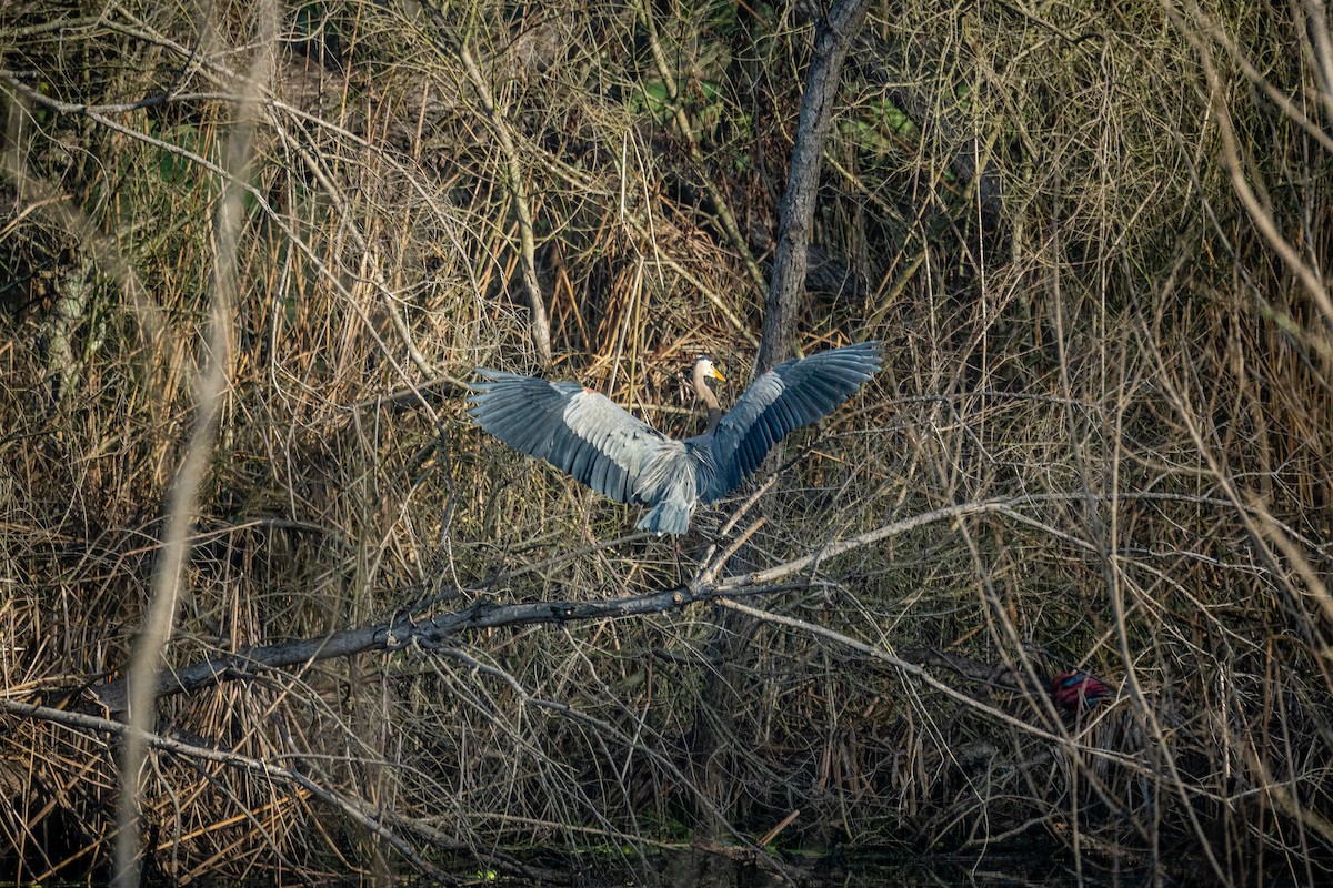 Great Blue Heron - ML647152891