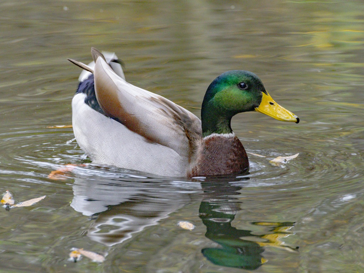ברכיה - ML647152903
