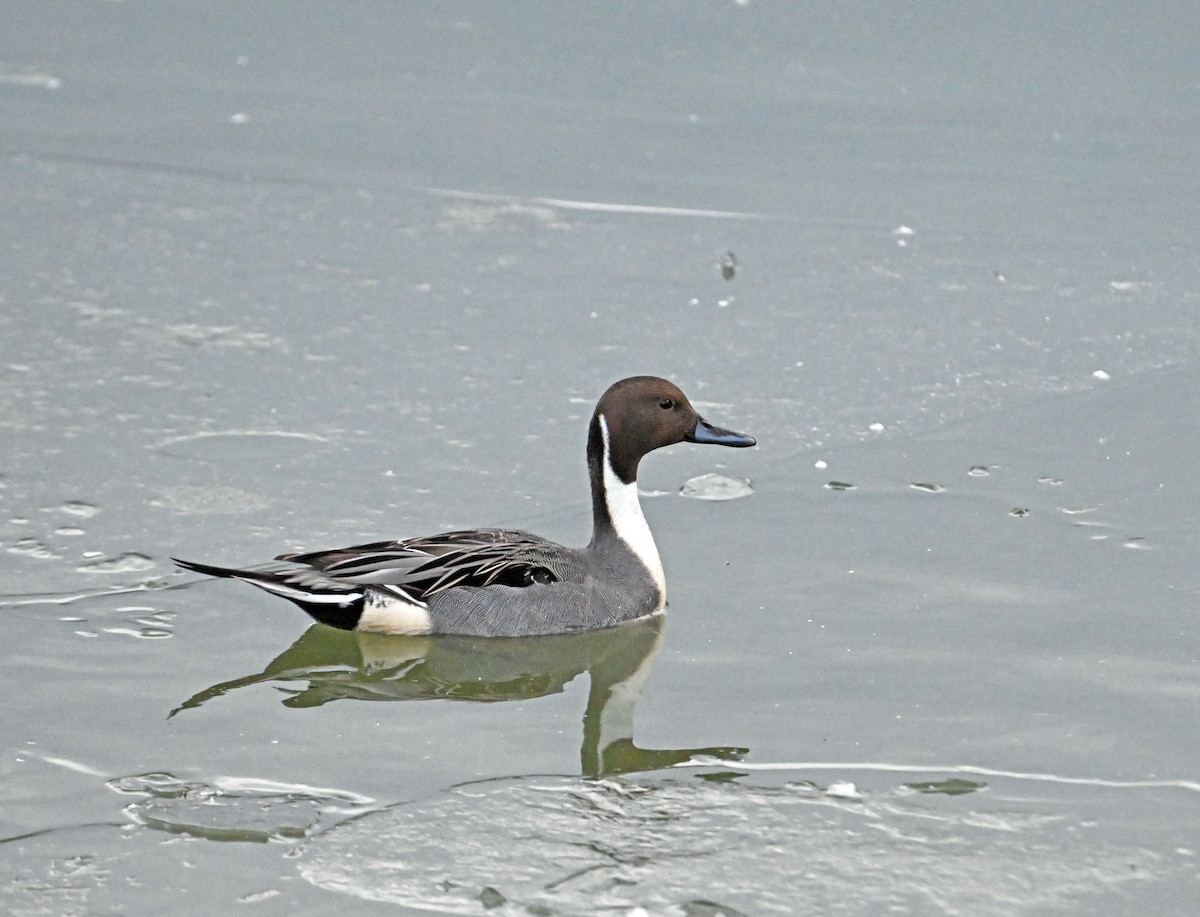 ברווז חד-זנב - ML647152904