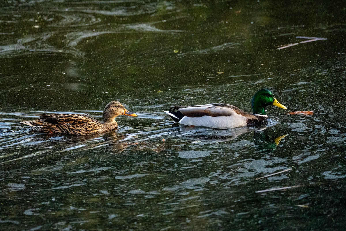 ברכיה - ML647152906