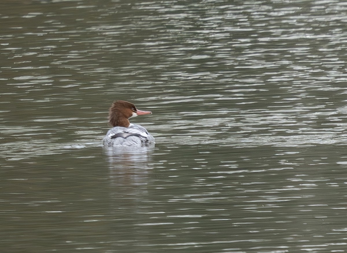 מרגון גדול - ML647152909