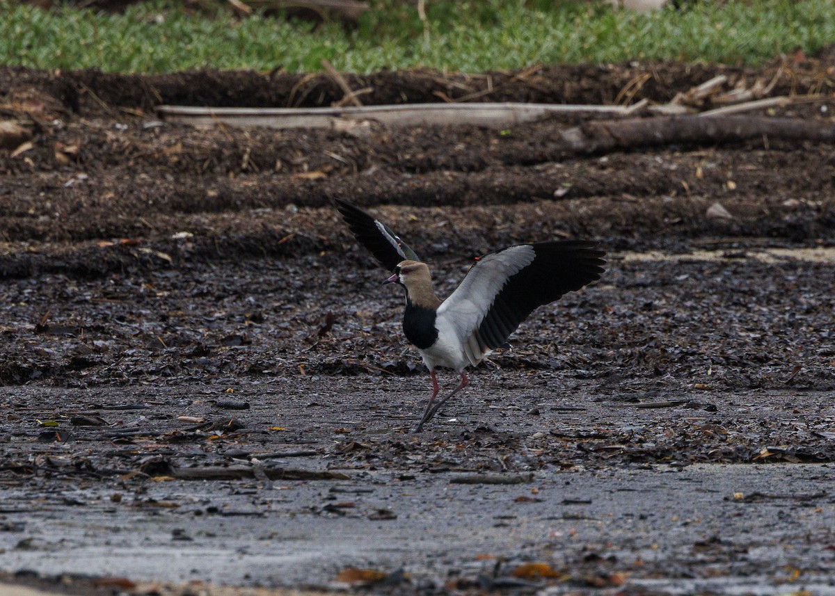 Southern Lapwing - ML647152910