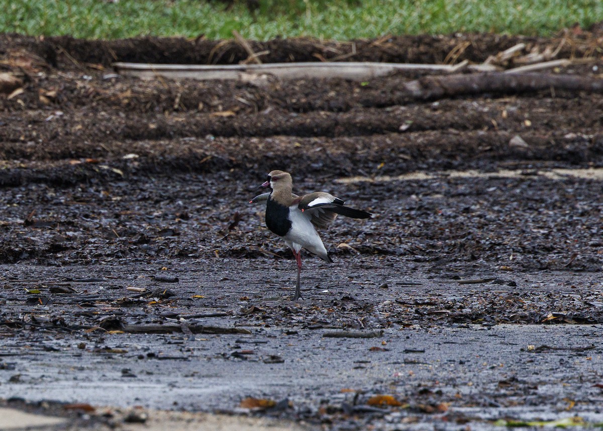 Southern Lapwing - ML647152911