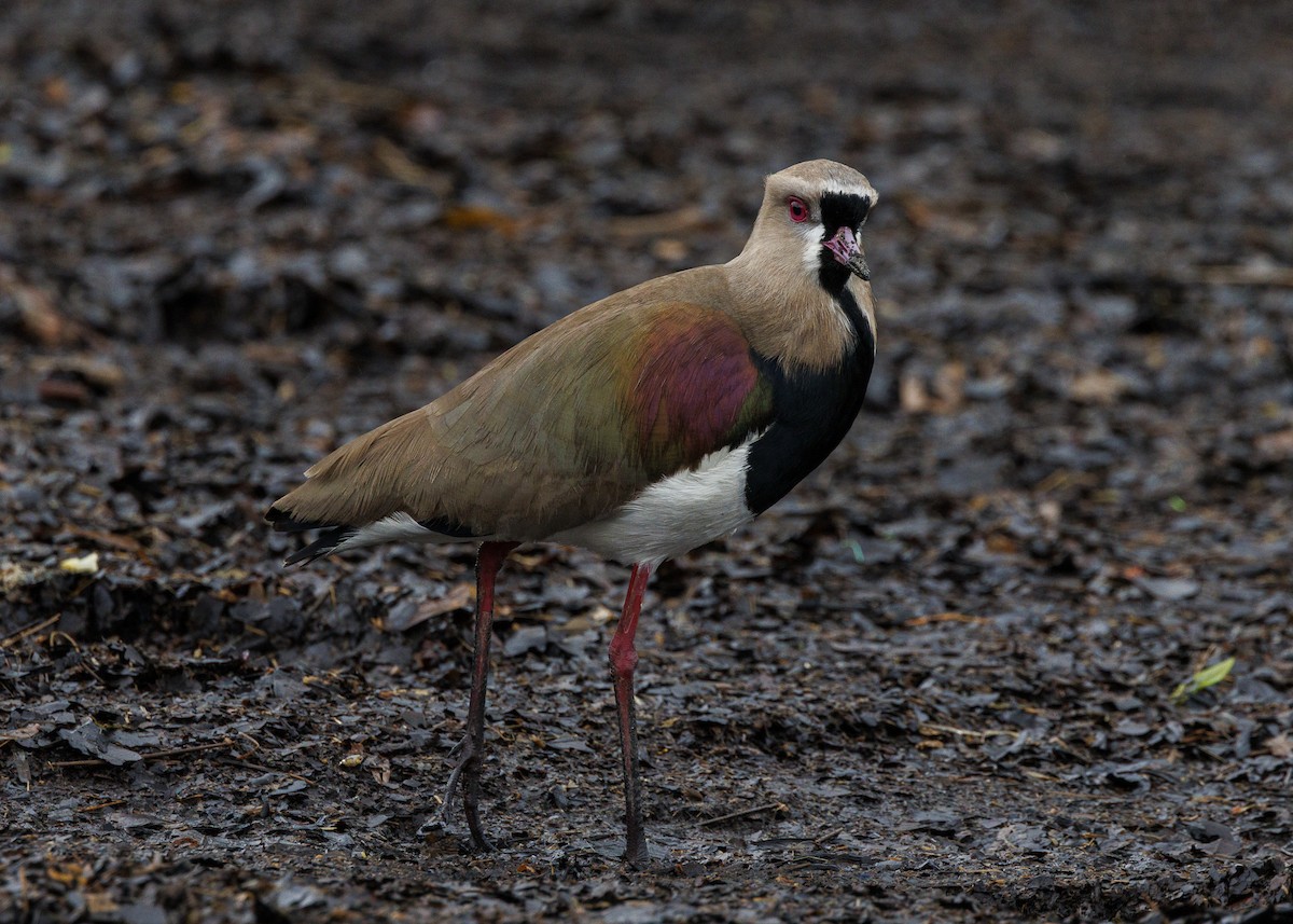 Southern Lapwing - ML647152912