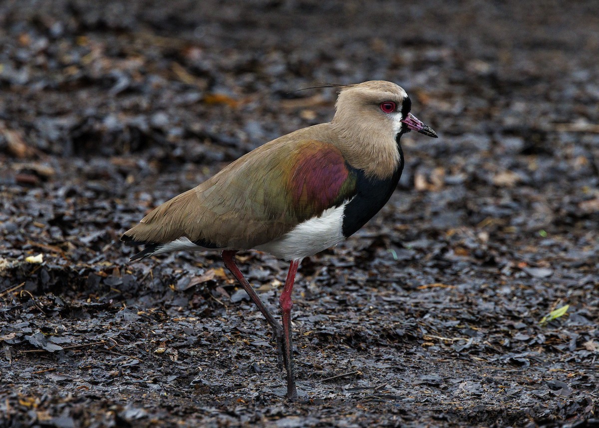 Southern Lapwing - ML647152913