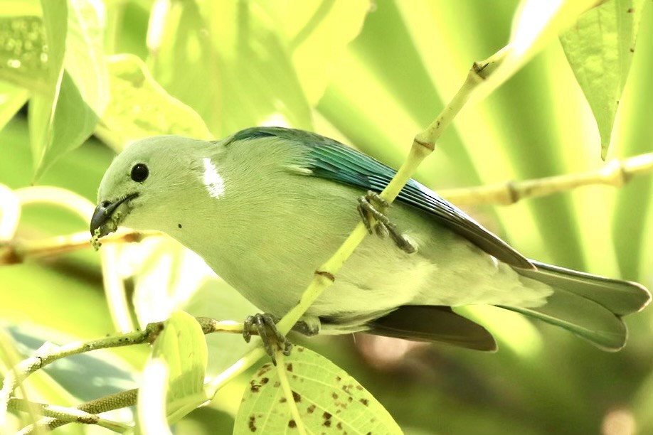 Blue-gray Tanager - ML647152914