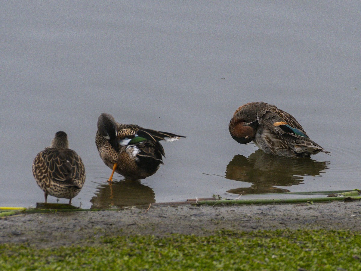 שרשיר - ML647152915