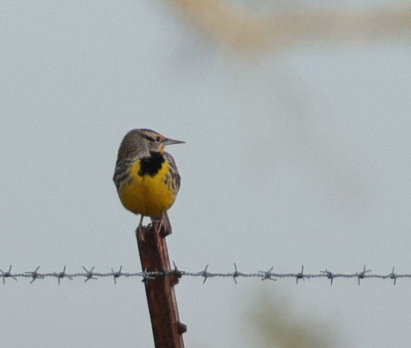 Eastern Meadowlark - ML647152917