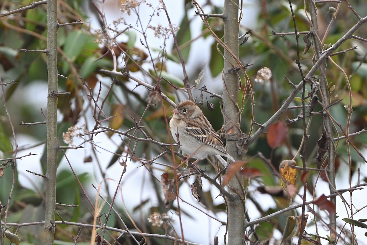 Field Sparrow - ML647152918