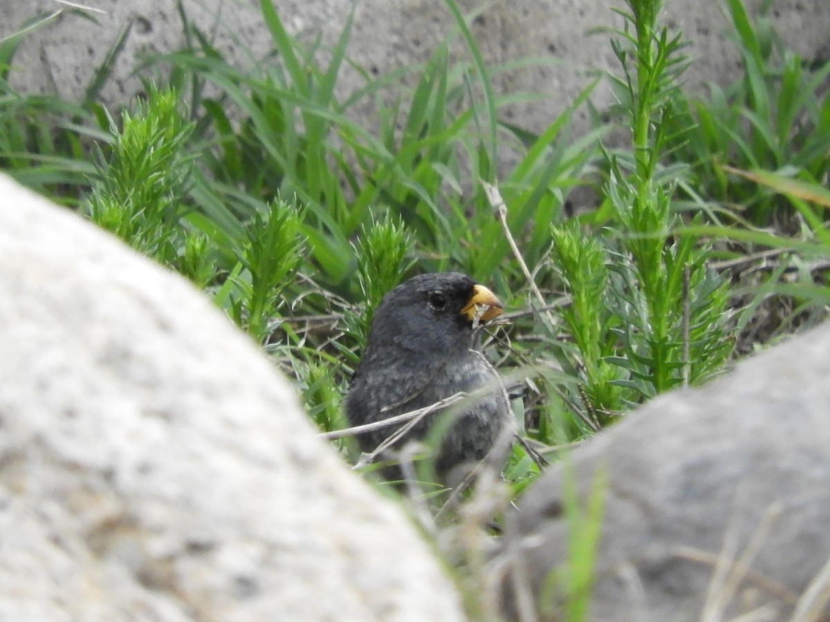 Band-tailed Seedeater - ML647152919