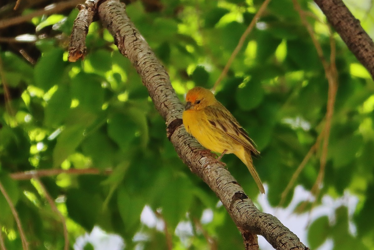 Saffron Finch - ML647152920