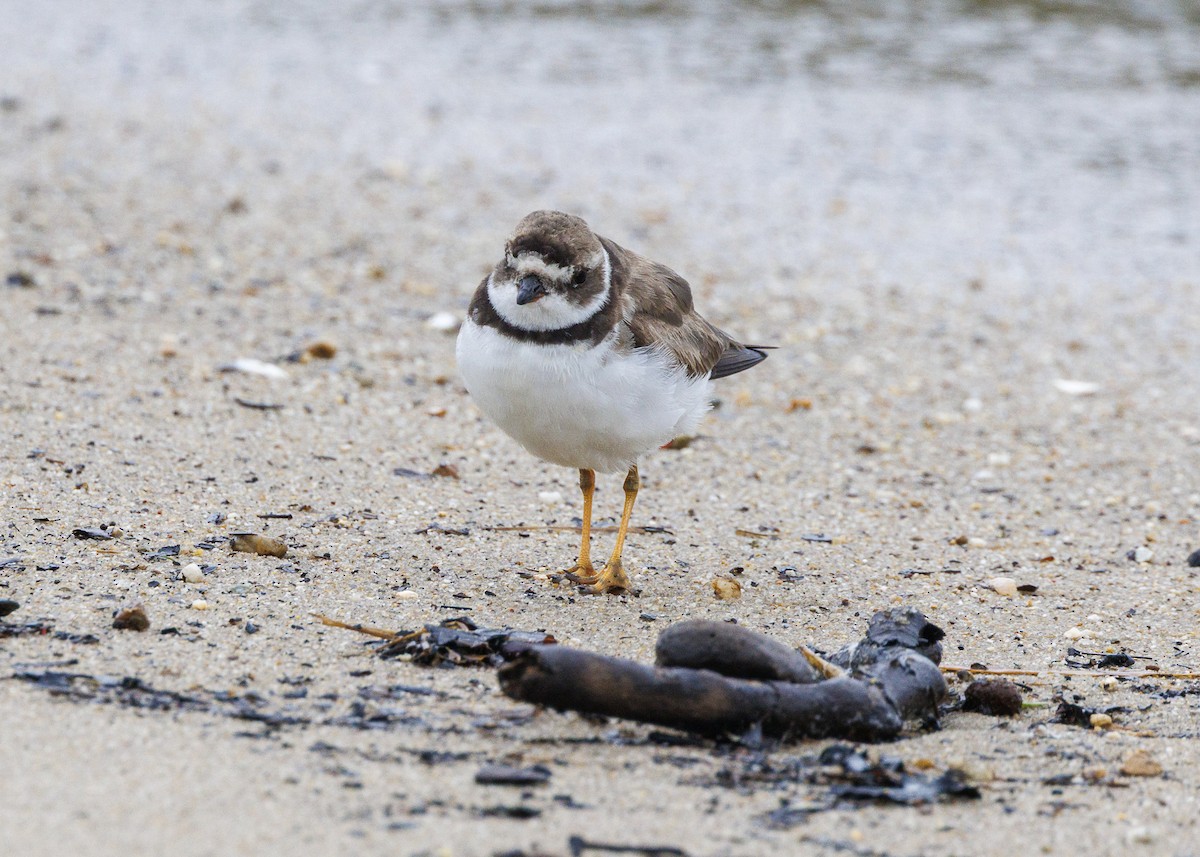 חופמי אמריקני - ML647152921