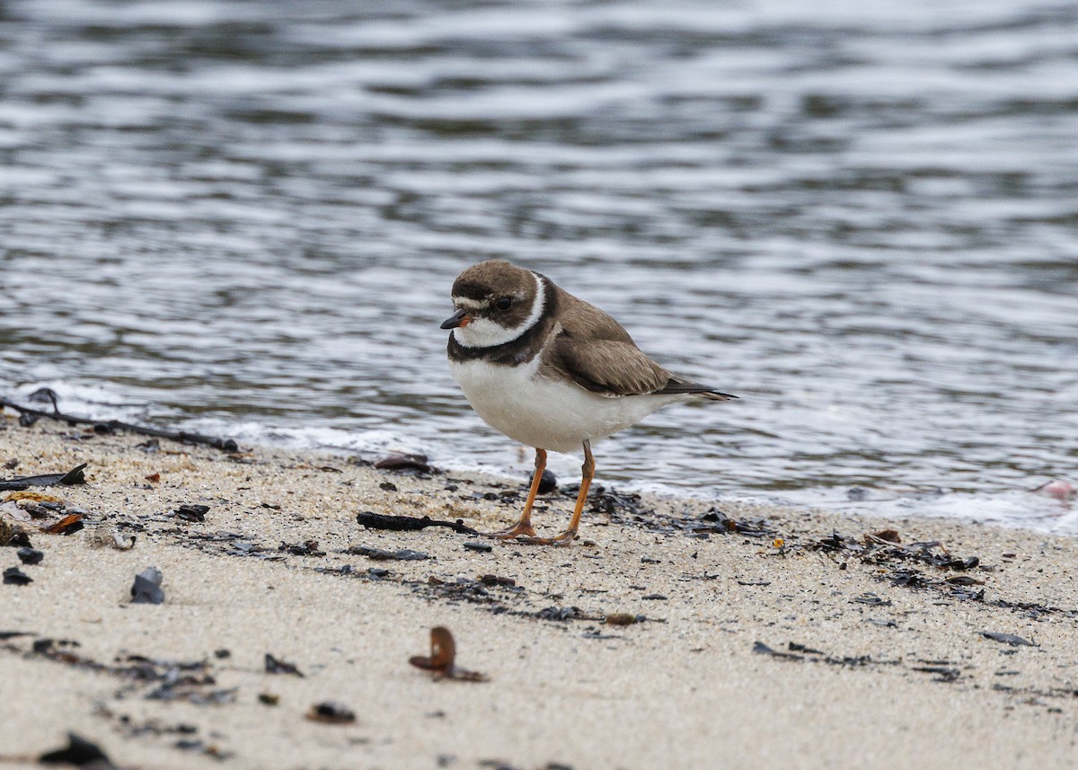חופמי אמריקני - ML647152922